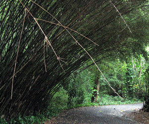 The bamboo chapel at the University of Puerto Rico botanical gardens.